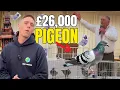 26 000 Racing Pigeon Inside the Blackpool Auction Weekend