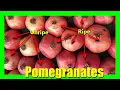 How to Identify and Tell If a Pomegranate is Ripe in Store Easily Cut Open a Pomegranate