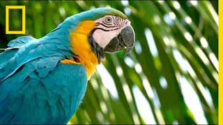 Download Why Are Wild Parrots Disappearing in Miami | Short Film Showcase MP3