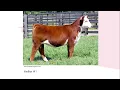 Online Livestock Judging Class 1 Hereford Heifers