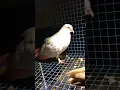 Download Lagu #kabootar #kabootarba #pigeon #pigeonlaver #kabutar #kabootarloft05 #kabutarsong #birds