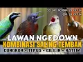 Download Lagu 🔴KOMBINASI CUCAK CUNGKOK - TEPUS KEPALA ABU - KAPAS TEMBAK - CILILIN setiap 20 detik jeda 10 detik