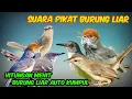 Download Lagu SUARA PIKAT BURUNG DI ALAM LIAR ||PIKAT SEGALA JENIS BURUNG BESAR DAN KECIL