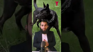 ستندهش عندما تعرف ما الذي سوف يحدث لك اذا رايت كلب اسود في المنام 