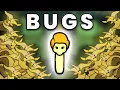 I created an Insect Cult in Rimworld