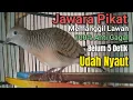 Download Lagu Perkutut Lokal ALAM MERDU _ bikin yang malas Jadi Bunyi