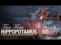 Download Lagu True Facts: Hippopotamus