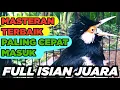Download Lagu Burung Jalak Suren Isian Tengkek Buto Gacor Full Isian Tembakan Mewah Cililin MP3