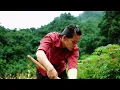 Download Lagu 20-year-old girl plows and sows rice seedlings alone: ​​A journey of survival in poverty