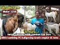 Lagu 3250...!! GRATIS ONGKIR SE JAWA KAMBING PE KALIGESING #Harga kambing #kambingpe