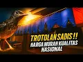 Download Lagu TROTOLAN SADIS! MURAI KUALITAS NASIONAL HARGA MURAH DI WONG MURAI UJUNG KULON!