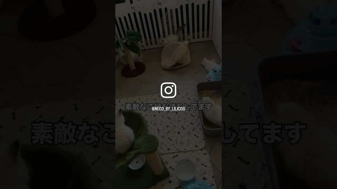 動画