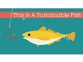 This Is A Sustainable Fish