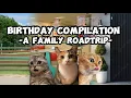 CAT MEMES THE BIRT AY COMPILATION