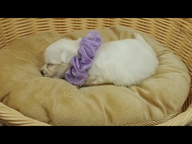 動画