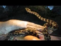 Do Snakes Bond With People