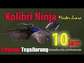 Audio Master 10 JAM ! Master Jernih Kolibri Ninja, Master Burung Konin Kicau Burung