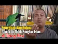 BONGKAR RAHASIA! MENGATASI CUCAK IJO SUSAH BONGKAR ISIAN || PERAWATAN CUCAK IJO BIAR BONGKAR ISIAN