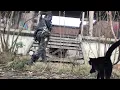 Download Lagu meeting a cat in east berlin