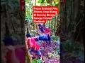 Download Lagu Video Evaluasi Jasad Alm Firdaus Pendaki Yang Hilang di Gunung Binaiya