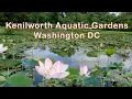 Kenilworth Park Aquatic Gardens Washington DC
