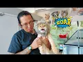 Download Lagu Hugsy knows how to ROAR like a Lion