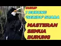 Download Lagu Masteran Jalak Suren Gacor 100% bikin Jalak STRESS jadi GACOR lagi plus Full Isian