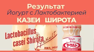 Result Yogurt with Lactobacillus casei Shirota
