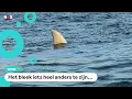 Download Lagu Haai of kunstwerk? Mysterieuze vin duikt op bij kust Heemskerk