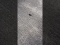 Big Booty Spider