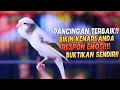 Download Lagu PANCINGAN Kenari GACOR PANJANG Cuit CUIT EMOSI ini AMPUH utk MASTERAN Kenari PAUD belajar BUNYI |16|