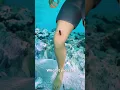 Download Lagu How Stingrays Actually Sting You 😳