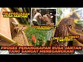 Lagu RUSANYA MAU DIBAWA KEMANA?! PROSES PENANGKAPAN RUSA YANG MENEGANGKAN!