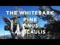 Whitebark Pines of the Sierra