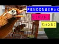 Download Lagu PANCINGAN WAMBI BIAR ENAK BUNYI