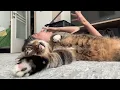 Download Lagu Kucing Bersikap Dramatis terhadap Pemiliknya 😄😸