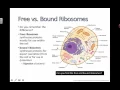 Free vs Bound Ribosomes 2016 IB Biology