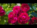 Download Lagu Самая красивая мелодия на свете, Затрагивающая Самые Сокровенные Уголки Души! Цветы распускаются