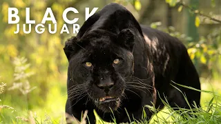 black panther black jaguar animal no copyright video