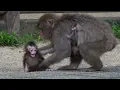 Lagu ニホンザルの赤ちゃん誘拐の現場。パクパク動く小さな口に隠された、あまりに切ないメッセージ / monpai monyet 小猿 子ザル 高崎山自然動物園 モンキー SNOW MONKEY