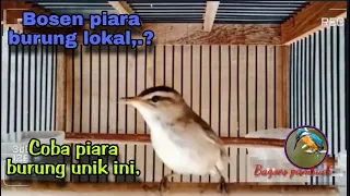 kerakbasi alis hitam burung migrasi 