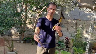 ازرع آي شجرة أو فرع بهذه الطريقة ولن تحتاج منك آي رعاية أو تسميد مدي الحياة خصوص ا أشجار الفواكه 