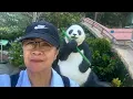 Download Lagu Last food of Panda and exploring around Ocean Park October 1 2025  (24:13)