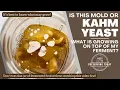 Download Lagu Mold or Kahm Yeast on this Ferment? Identifying mold and yeast on fermented food MP3