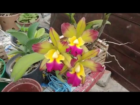 135 CUIDADO NECESSÁRIO PARA NÃO PERDER SUAS ORQUÍDEAS