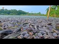 Download Lagu Kawanan Ikan Lele Liar Saat Waktu Makan..!! \