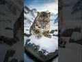 Download Lagu 🐾❄️ #SnowLeopard #DarcyDrop — The Mountain Ghost Watches the Stream