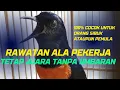 Download Lagu SIMPEL BANGET!! Rawatan Murai Ala Pekerja Tanpa Umbar Tetap Juara