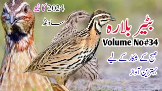 batair ke awaz batair sound vol 33 cammon quail sound 2024