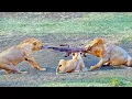 Download Lagu 4 Lions Try Pulling Live Crocodile Apart